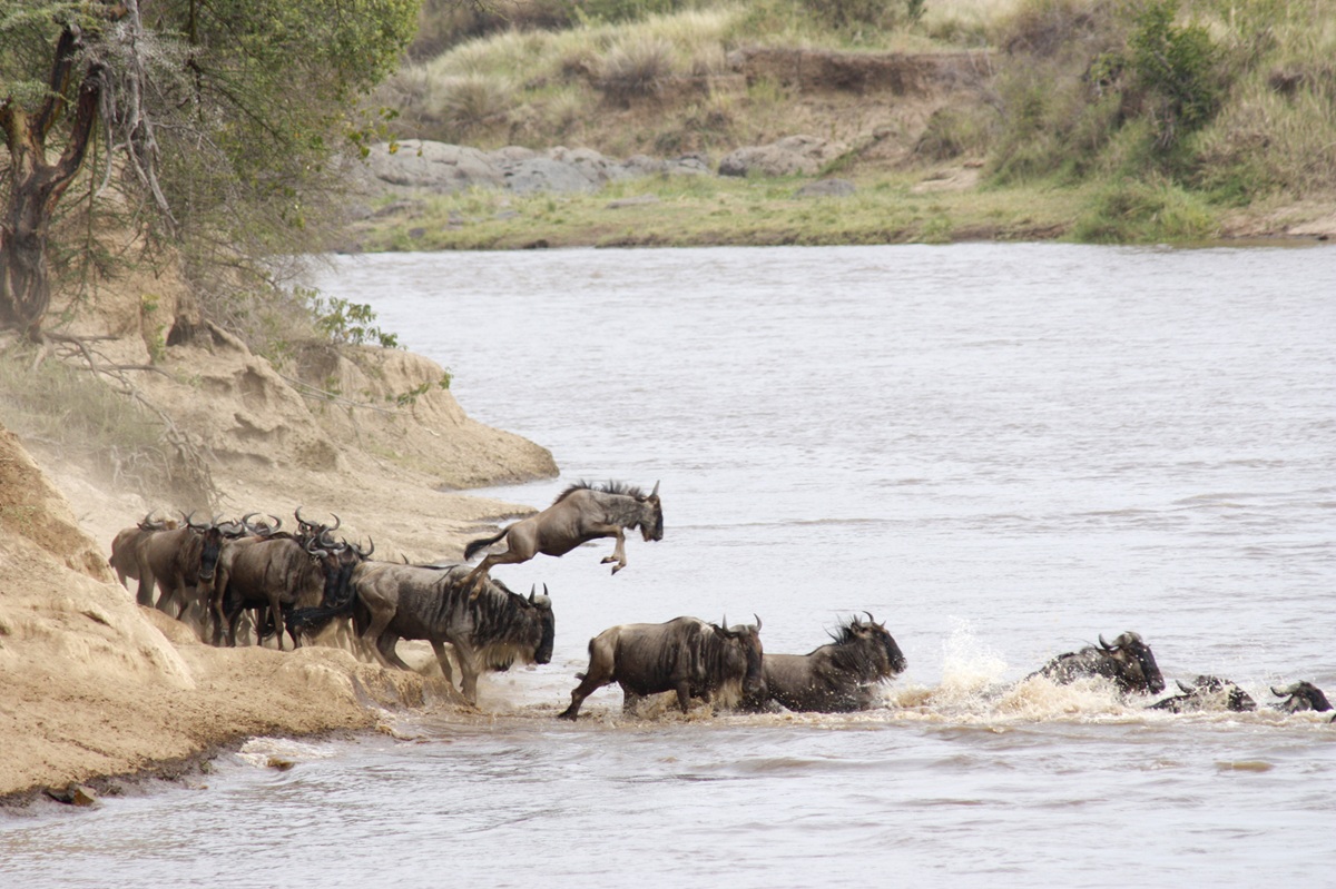 Mara Intrepids Camp 